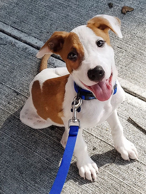 A picture of a very cute dog